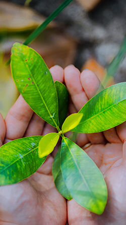 clave-ods-sumapiezas